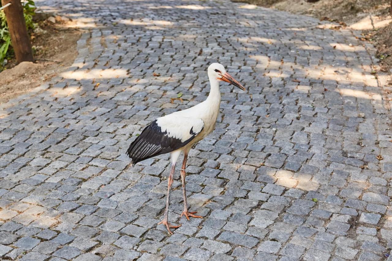 פנאפיל Quinta Do Lordelo Turismo Rural מראה חיצוני תמונה